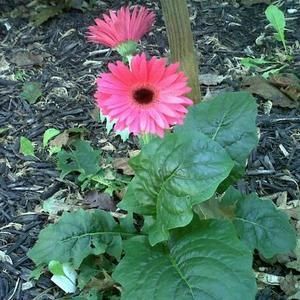 Meet your Posher, Mandy